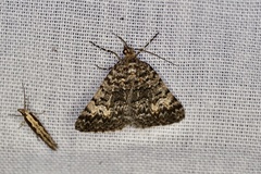 Dichromodes semicanescens