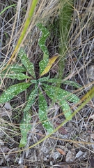 Echium vulgare