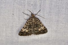 Dichromodes semicanescens