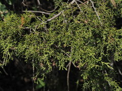 Juniperus ashei