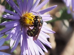 Dianthidium curvatum