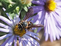 Dianthidium curvatum