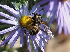 Dianthidium curvatum