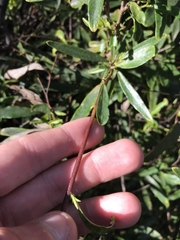 Billardiera heterophylla