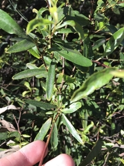 Billardiera heterophylla