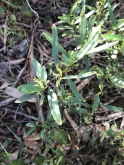 Billardiera heterophylla