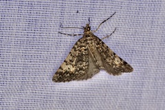 Dichromodes semicanescens