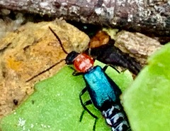 Carphurus cyanopterus