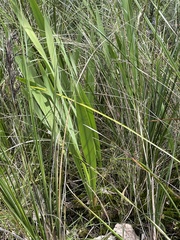 Watsonia meriana
