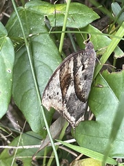 Melanitis leda bankia