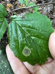 Cameraria hamameliella