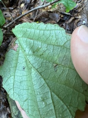 Cameraria hamameliella