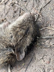 Rattus lutreola