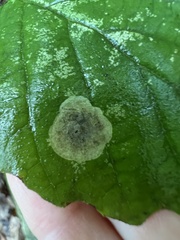 Cameraria hamameliella