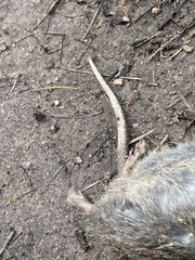 Rattus lutreola