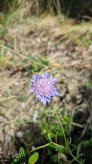 Scabiosa triandra