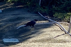 Corvus brachyrhynchos