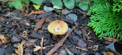 Pholiota spumosa