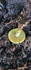 Pholiota spumosa
