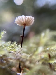 Marasmius rotula