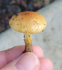 Pholiota spumosa