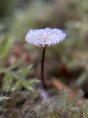 Marasmius rotula