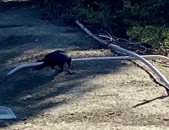 Corvus brachyrhynchos