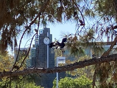 Corvus brachyrhynchos