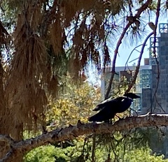 Corvus brachyrhynchos