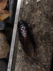 Panesthiinae