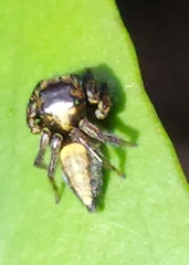 Ptocasius strupifer