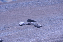 Mirounga leonina