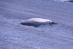 Mirounga leonina
