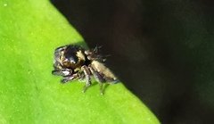 Ptocasius strupifer