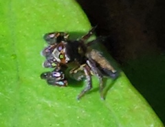 Ptocasius strupifer