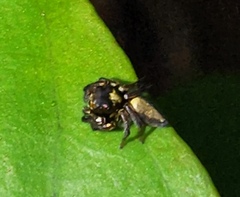 Ptocasius strupifer