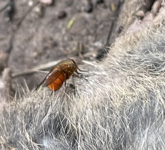Calliphora ochracea
