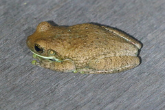 Trachycephalus typhonius