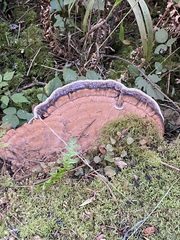 Ischnoderma benzoinum