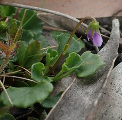 Viola cleistogamoides