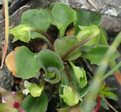 Viola cleistogamoides