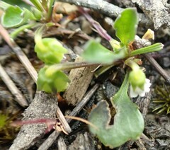Viola cleistogamoides