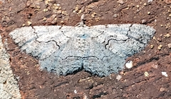 Cymatophora approximaria