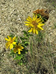 Grindelia lanceolata