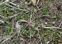 Viola cleistogamoides