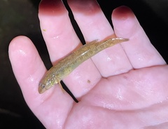 Etheostoma olmstedi