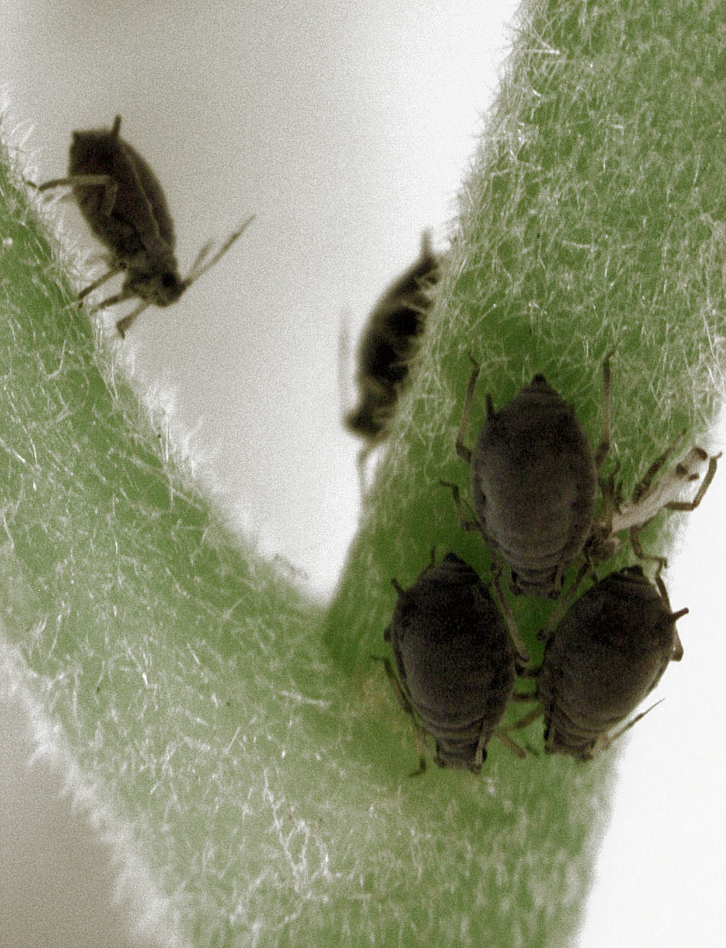 ivy aphid (Aphis hederae)  iNaturalist