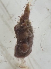 Titanoderma pustulatum