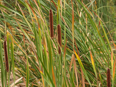 Typha