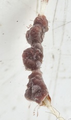 Titanoderma pustulatum